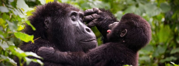 ביטוח נסיעות לאוגנדה